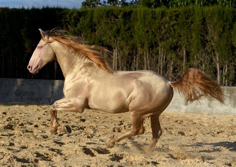 Pin By Neil Zipp On Unusual Equines Pretty Horses Horses Horse Coloring