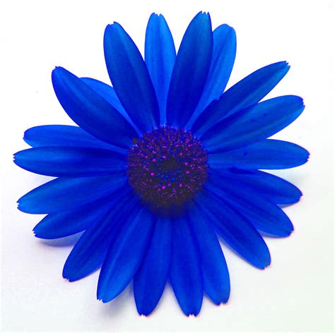 Start your search now and free your phone. Blue Daisy Digital Art by Louise Grant