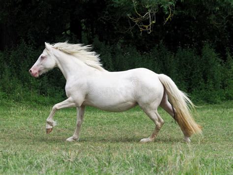 238 Cantering Pony Stock Photos Free And Royalty Free Stock Photos From