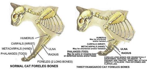 Radial Hypoplasia And Femoral Hypoplasia Feline Anatomy Cats Pet Hacks