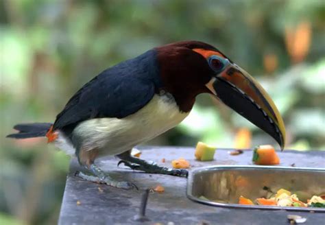 Green Aracari Facts Diet Habitat And Pictures On Animaliabio