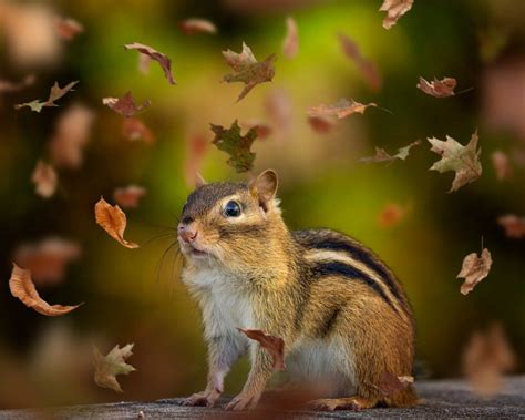 What Do Chipmunks Eat A Complete Guide