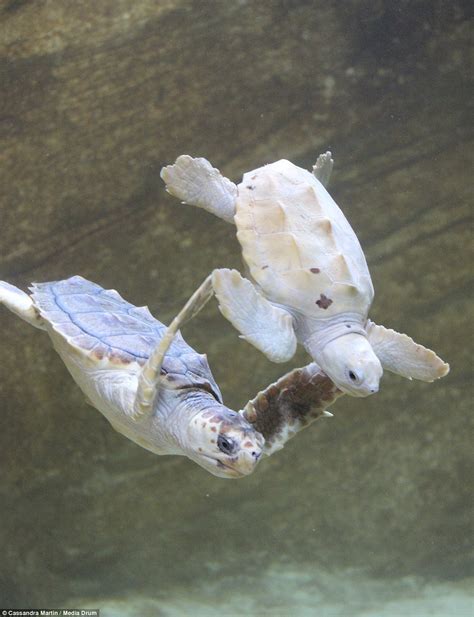 Albino Baby Sea Turtles Wallpapers Gallery