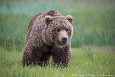 Brown Bear Portrait Photo Blog Niebrugge Images