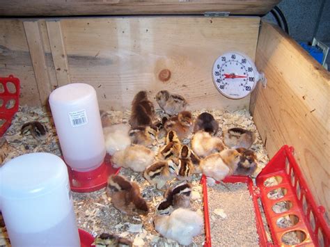 Where to put meat probe in chicken? Round Brooder Thermometer and Wall Mount | Cackle Hatchery