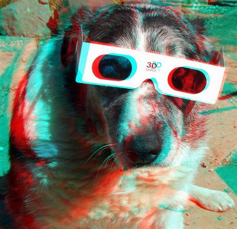 3d Dog 3d Anaglyph Red Blue Or Cyan Glasses To View Like Repin