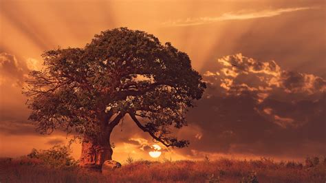 Baobab Tree Sybset 4k Wallpapers Hd Wallpapers Id 30751