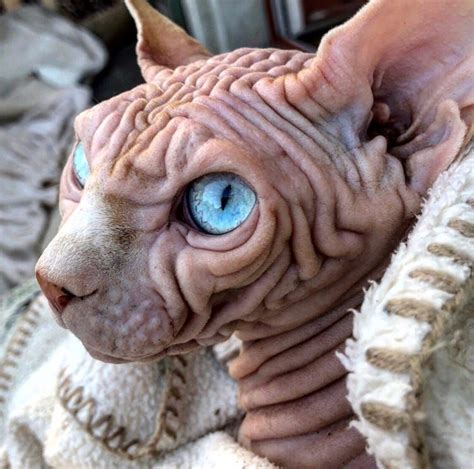 Meet Xherdan Unofficially The Worlds Scariest Looking Cat In 2020