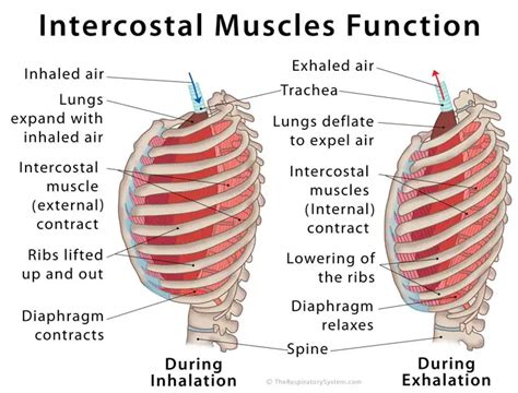 Along With The Diaphragm These Three Muscles Play A Vital Role In