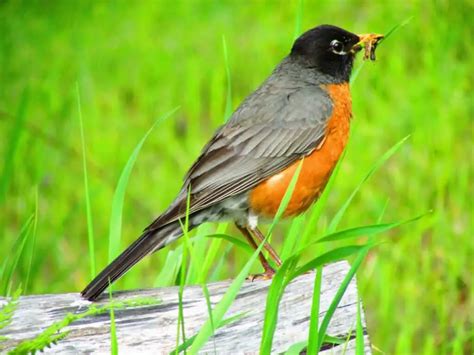 Backyard Birds Of Kentucky Identifying Common Species In 2021