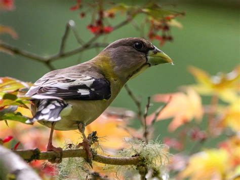 7 Species Of Grosbeaks In North America Id And Call Guide