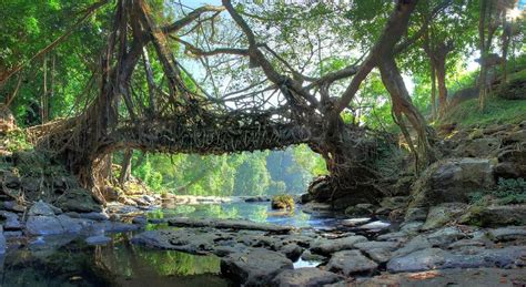 Living Root Bridge Root Bridge In Meghalaya Read Itinerary To
