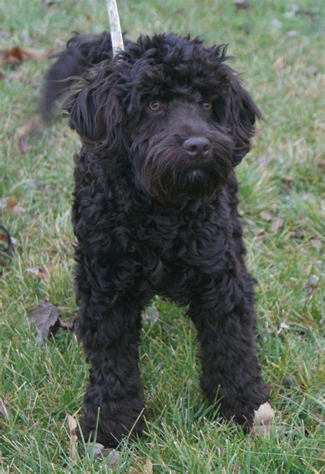 Mini red and chocolate labradoodle breeder. Mini Chocolate Australian Labradoodle | Ashford Manor ...
