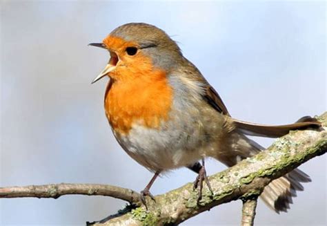 Wild Birds Unlimited Ever Wonder Why Robins Are Called Robin Redbreast