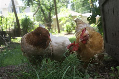 The Pros And Cons Of Raising Chickens In The City Imaginacres