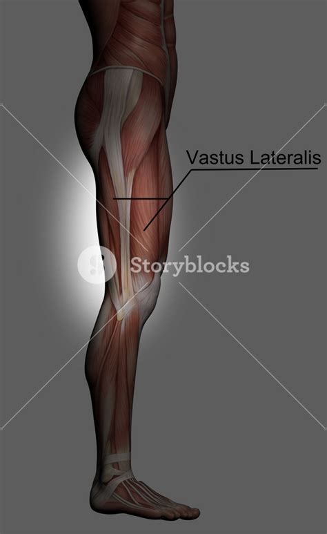 Human Anatomy Male Muscles Royalty-Free Stock Image - Storyblocks