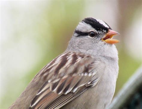 Nevadas Diverse Bird Species Exploring The Sparrows Nature Blog Network