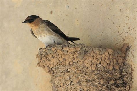 cave swallow bird gallery houston audubon