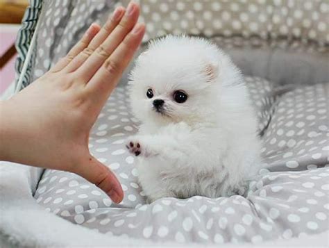 How Much Do Teacup Pomeranians Cost Puppy4homes