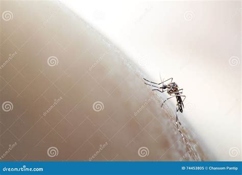 Aedes Aegypti Macro Dangerous Zica Virus Aedes Aegypti Mosquito On