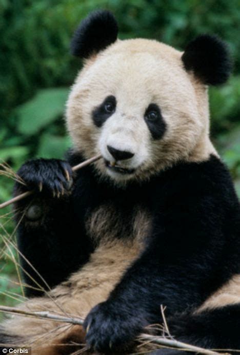 Are Giant Pandas The Latest Weapon Against Superbugs Scientists