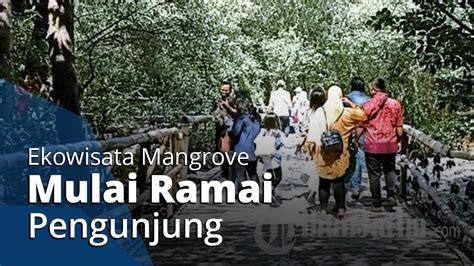 Ekowisata Mangrove Wonorejo Surabaya Mulai Ramai Pengunjung Saat