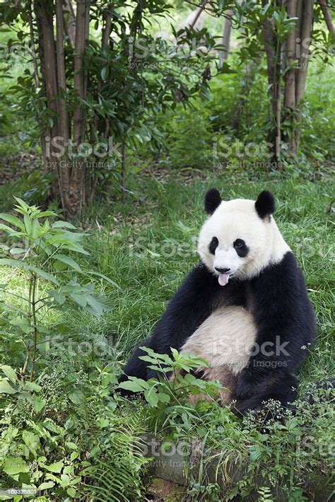 Great Panda Showing Its Tongue Chengdu Sichuan Province China Stock