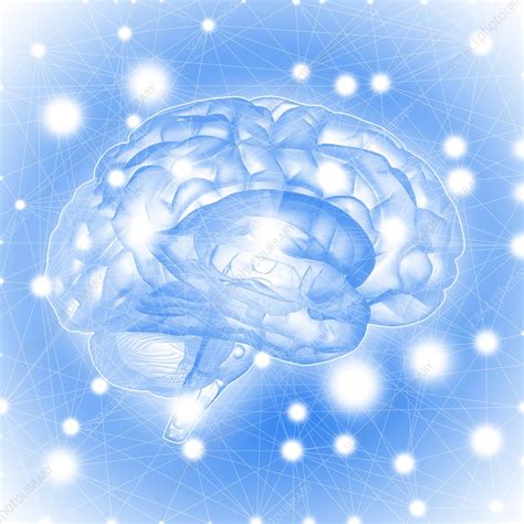 Human Brain Illustration Stock Image F0253455 Science Photo Library