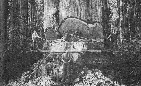 Cutting down a tree can be difficult and dangerous if done the wrong way. Falling the Big Ones, or cutting down a coastal redwood by ...