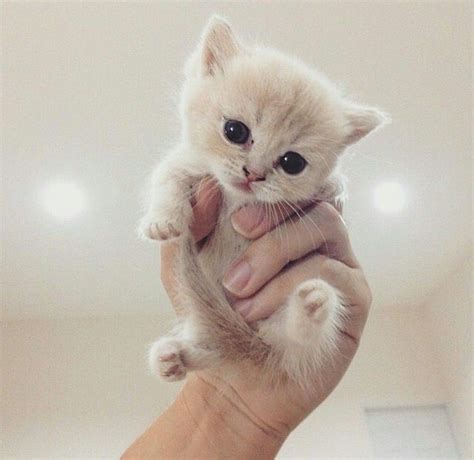 Pin De Lara Hana En So Cute Gatos Bonitos Gatitos Lindos Divertidos