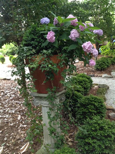 Maybe you would like to learn more about one of these? Growing Hydrangeas in Pots - Container Garden Ideas | HGTV