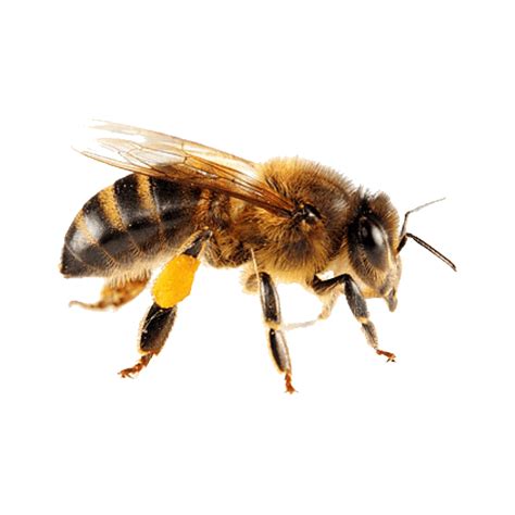 Honey Bee Png Images Transparent Hd Photo Clipart