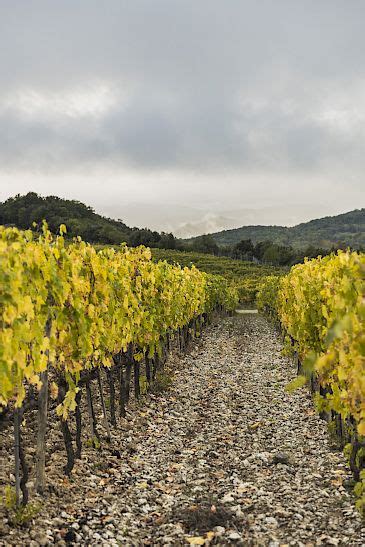 Der wein und seine aromen. Tenuta Corte Pavone - Loacker Wine Estates - biodynamische ...