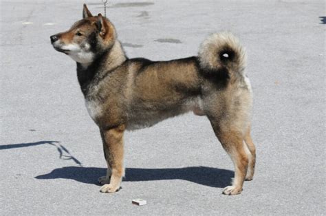 Shikoku Dog Breed Information Characteristics And Pictures
