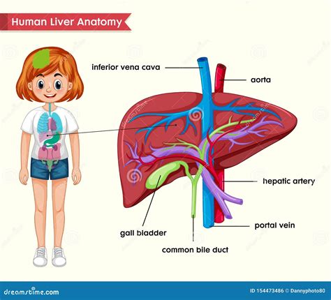 Scientific Medical Illustration Of Liver Anatomy Stock Vector