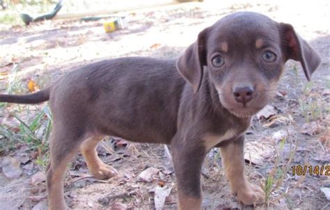 What Is A Chiweenie Your Guide To This Lovable Dog Breed