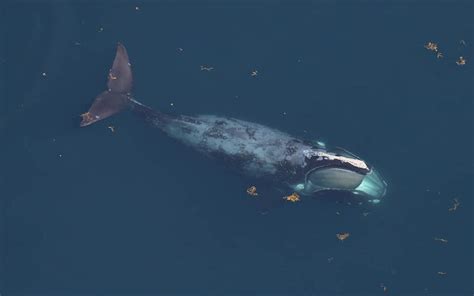 A Victory For North Atlantic Right Whales Conservation Law Foundation