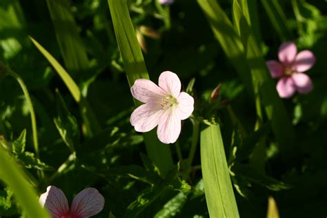 Free Images Nature Grass Blossom Field Meadow Flower Petal