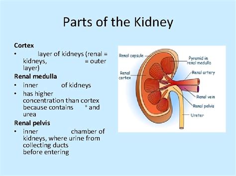 Urinary System Functions Maintains Homeostasis In Blood By