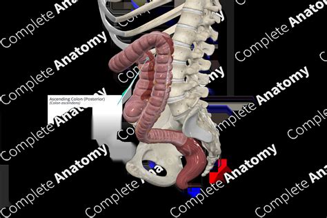 Ascending Colon Posterior Complete Anatomy