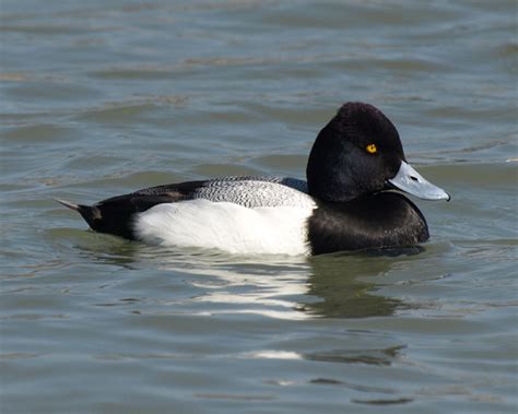 Greater scaup tend to choose saltwater bodies, while lesser scaup are found in freshwater zones further inland. Plano Outdoor Learning Center