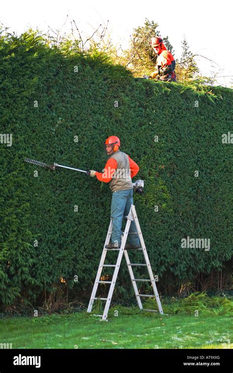Hedge Trimming Tall Ladder Hi Res Stock Photography And Images Alamy