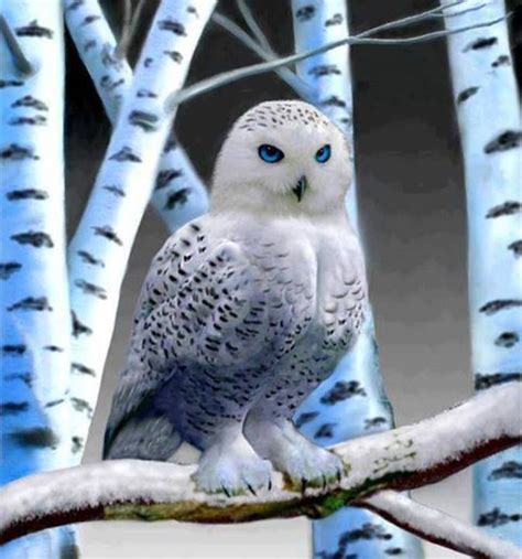 21 Best Blue Eyed Animals Images On Pinterest Cutest Animals Cute