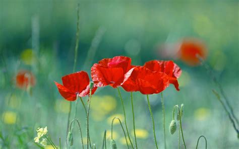 Red Poppy Wallpapers Wallpaper Cave