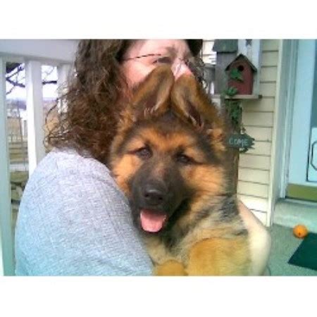 Our puppies are very well socialized by young kids everyday. Red Rock German Shepherds, German Shepherd Dog Breeder in ...