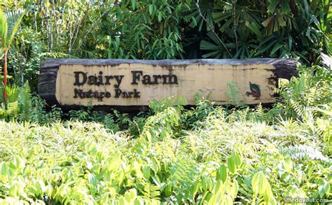 Wake up one morning for a leisurely hike up dairy farm nature park and be rewarded at the end with the quarry, teeming with fish and dragonflies. Dairy Farm Nature Park: Exploring A Cowshed, Trails And ...