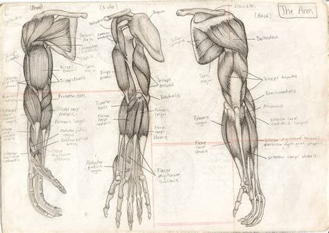 Anatomical position for a human is when the human stands up, faces forward, has arms extended, and has palms facing out. Tara Hale Illustration: Human Anatomy.