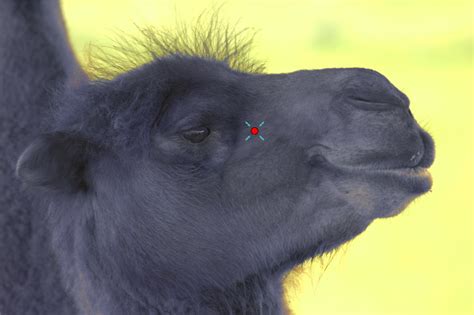 I have rode a horse and a camel. TechByter Worldwide | Have You Ever Seen A Purple Camel ...