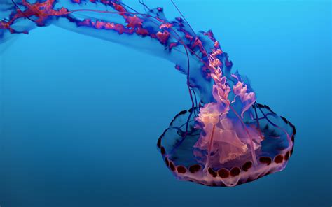 Wallpapers Hd Underwater Jellyfish