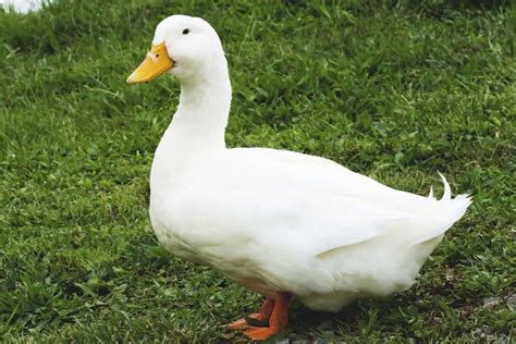 Domesticated form of the mallard (anas platyrhynchos). Pekin Duck: America's Most Popular Dual-Purpose Breed
